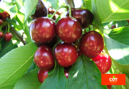 Variety cherry cherries tree Dalival Frisco