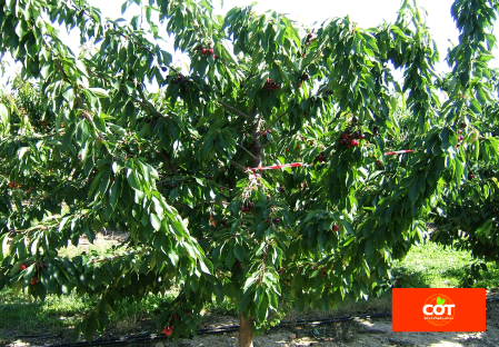 Variety cherry cherries tree Dalival Frisco