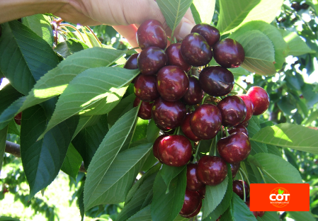 Variety cherry cherries tree Dalival Frisco