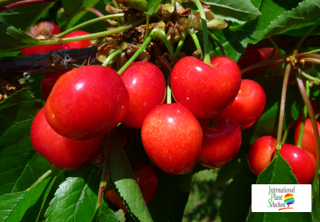 Variety cherry cherries tree Dalival Rosie