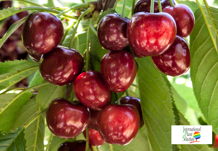 Variety cherry cherries tree Dalival Royal Tioga