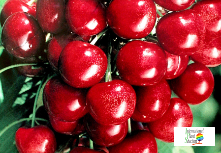 Variety cherry cherries tree Dalival Staccato