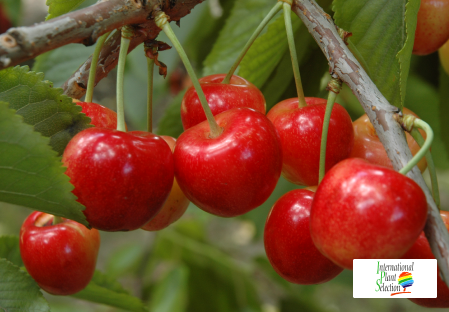 Variety cherry cherries tree Dalival Starletta