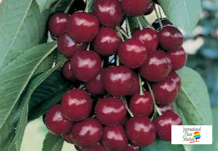 Variety cherry cherries tree Dalival Sweetheart