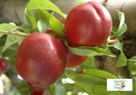 Variedad nectarina árbol Dalival Queen Diamond