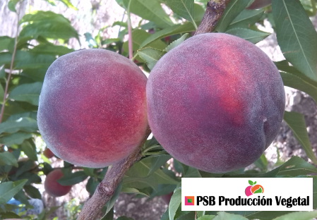 Variety peach tree Dalival Artemis