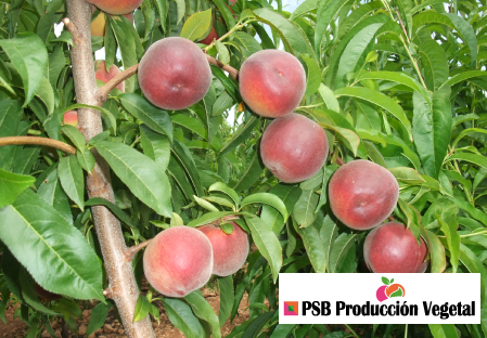 Variety peach tree Dalival Artemis