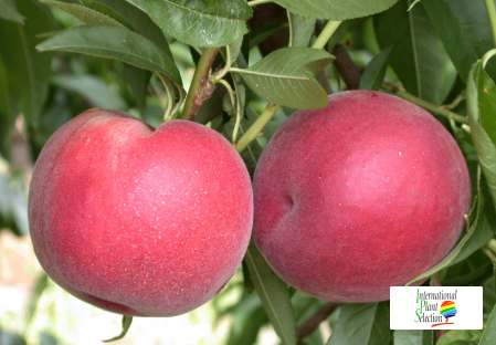 Variety peach tree Dalival Patty