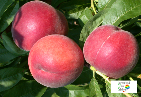 Variety peach tree Dalival Rosalia