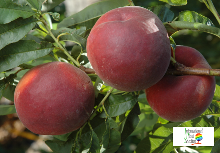 Variedad melocotón melocotonero Dalival Royal Pride