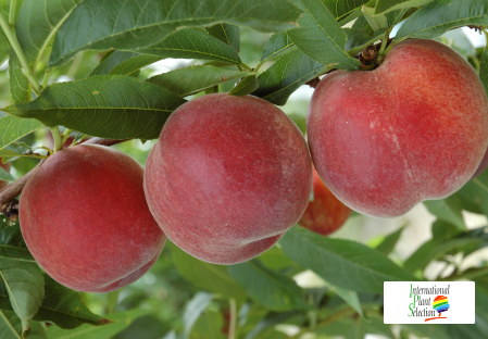 Variety peach tree Dalival Sugar Time