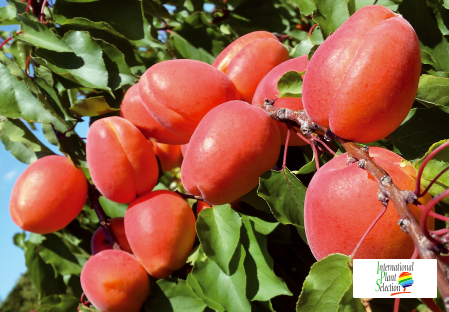 Variedad albaricoque árbol Dalival Farbela Carmingo