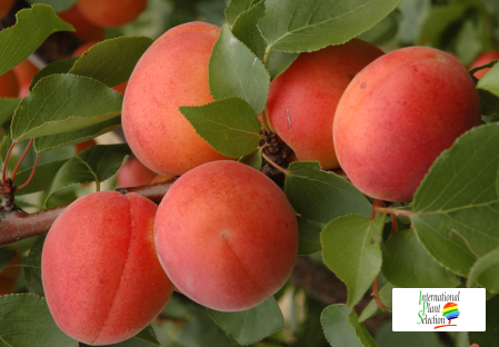 Variedad albaricoque árbol Dalival Farlis Carmingo