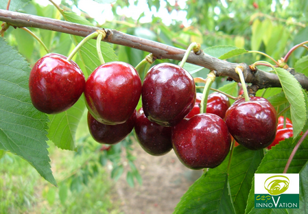 variété cerise ferdouce Dalival