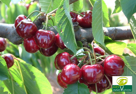 variety cherry dalival folfer