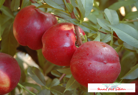 variété nectarine dalival big top zaitabo