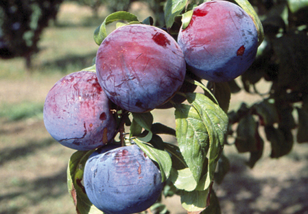 plum variety dalival angeleno