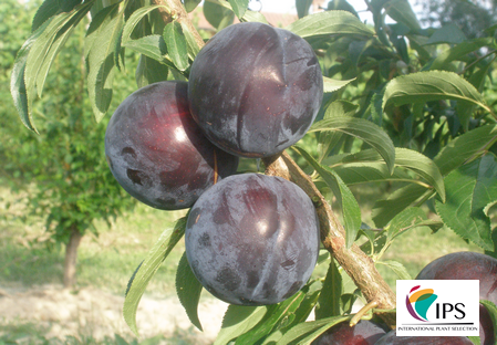 variété prune Dalival earliqueen