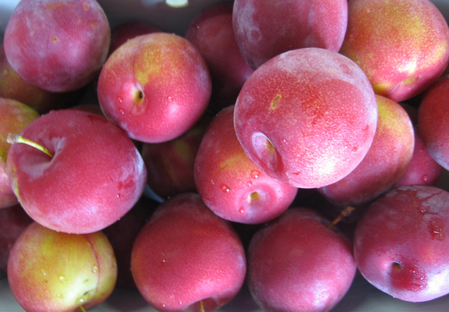 variété prune Dalival fortune