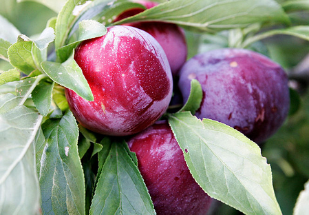 variété prune Dalival sapphire 