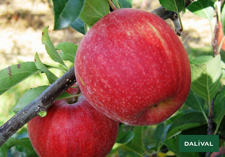 Galarina, une des plus récente variété de pomme résistante à la