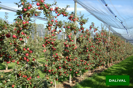 Variety - Apple - Apple tree - Dalival - RUSTICANA