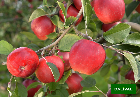 Variete pomme pommier Dalival Soprano