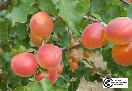 Variety apricot tree Dalival Aprisweet