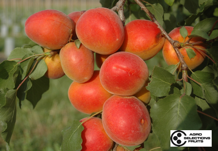 Variedad albaricoque árbol Dalival Aprisweet