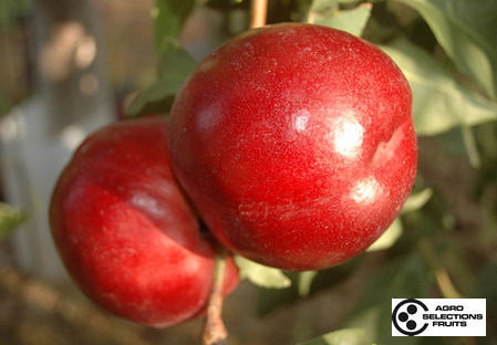 Variedad nectarina árbol Dalival Nectardream