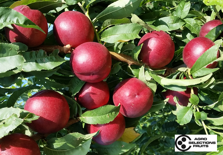 Variedad nectarina árbol Dalival Nectardream