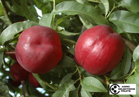 Variedad nectarina árbol Dalival Nectalove