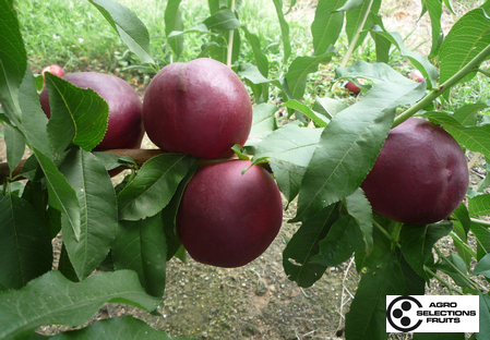 Variedad nectarina árbol Dalival Nectalove