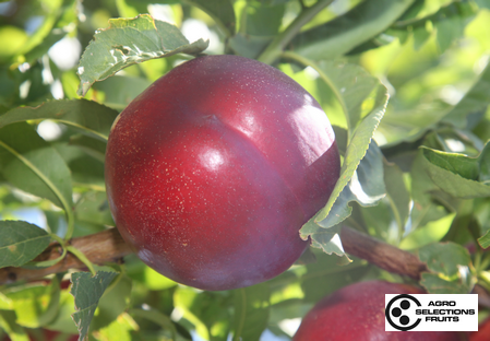 Variedad nectarina árbol Dalival Nectaronda