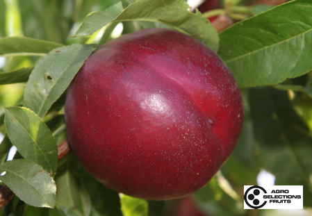 Variedad nectarina árbol Dalival Nectaronda