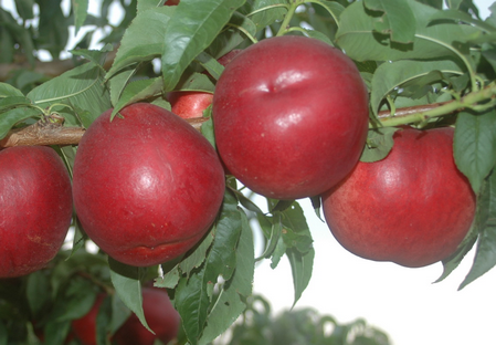 Variedad nectarina árbol Dalival Nectarperf