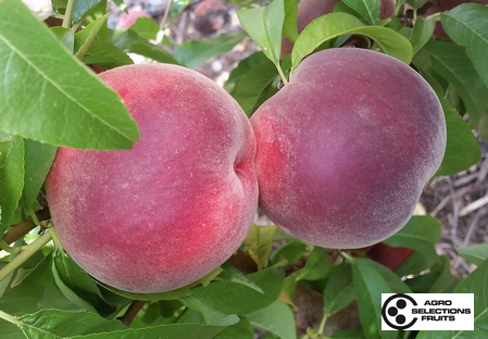 Variety peach tree Dalival Sweetregal
