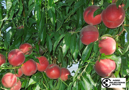 Variety peach tree Dalival Sweetreine