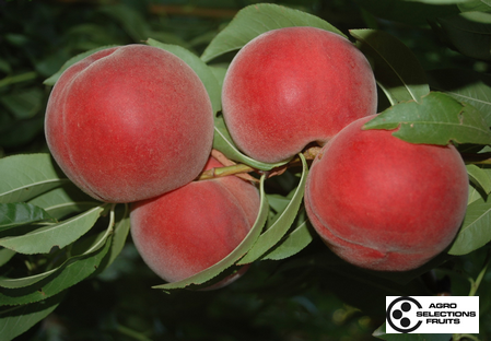 Variety peach tree Dalival Sweetreine