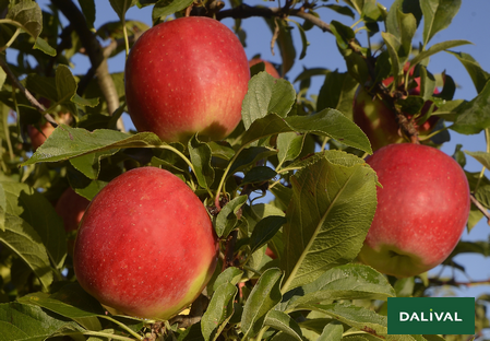 Variété - Pomme - Pommier - Dalival - Mandy Inolov