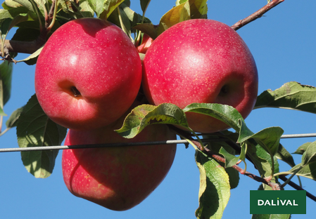 Odmiana - jablko - Dalival - MANDI INOLOV