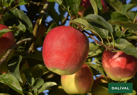 Variété - Pomme - Pommier - Dalival - Mandy Inolov