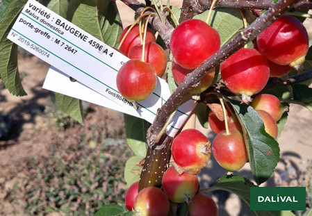 Variedad - Manzana - Manzano - Dalival - Malus Baugene