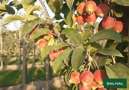 Variety - Apple - Apple tree - Dalival - Malus Baugene
