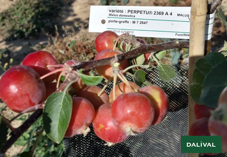 Variety - Apple - Apple tree - Dalival - Malus Evereste