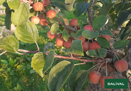 Variety - Apple - Apple tree - Dalival - Malus Evereste