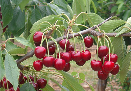 Variété - Cerise- Cerisier- Dalival - Regina