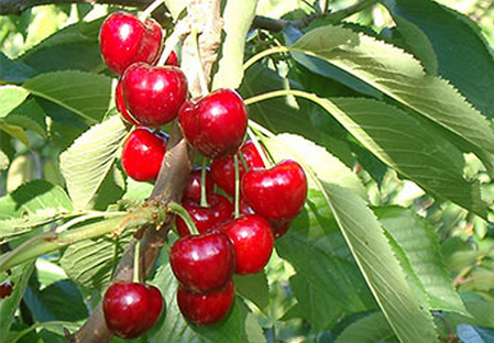 Variété - Cerise- Cerisier- Dalival - Satin