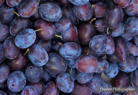 Variété - Prune- Prunier- Dalival