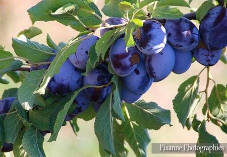 Variété - Prune- Prunier- Dalival